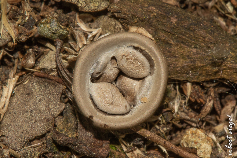 emily renzel wetlands 2025